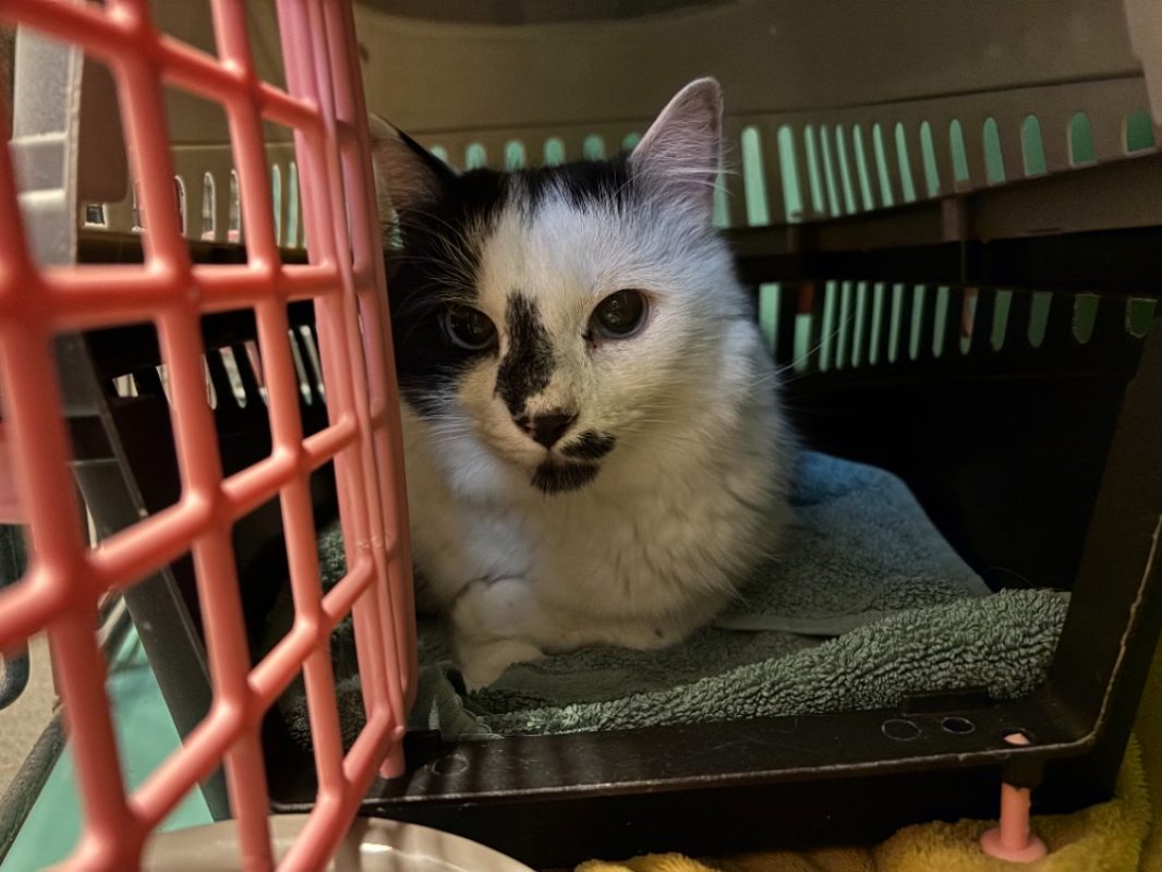 Aria - Chat Européen à adopter