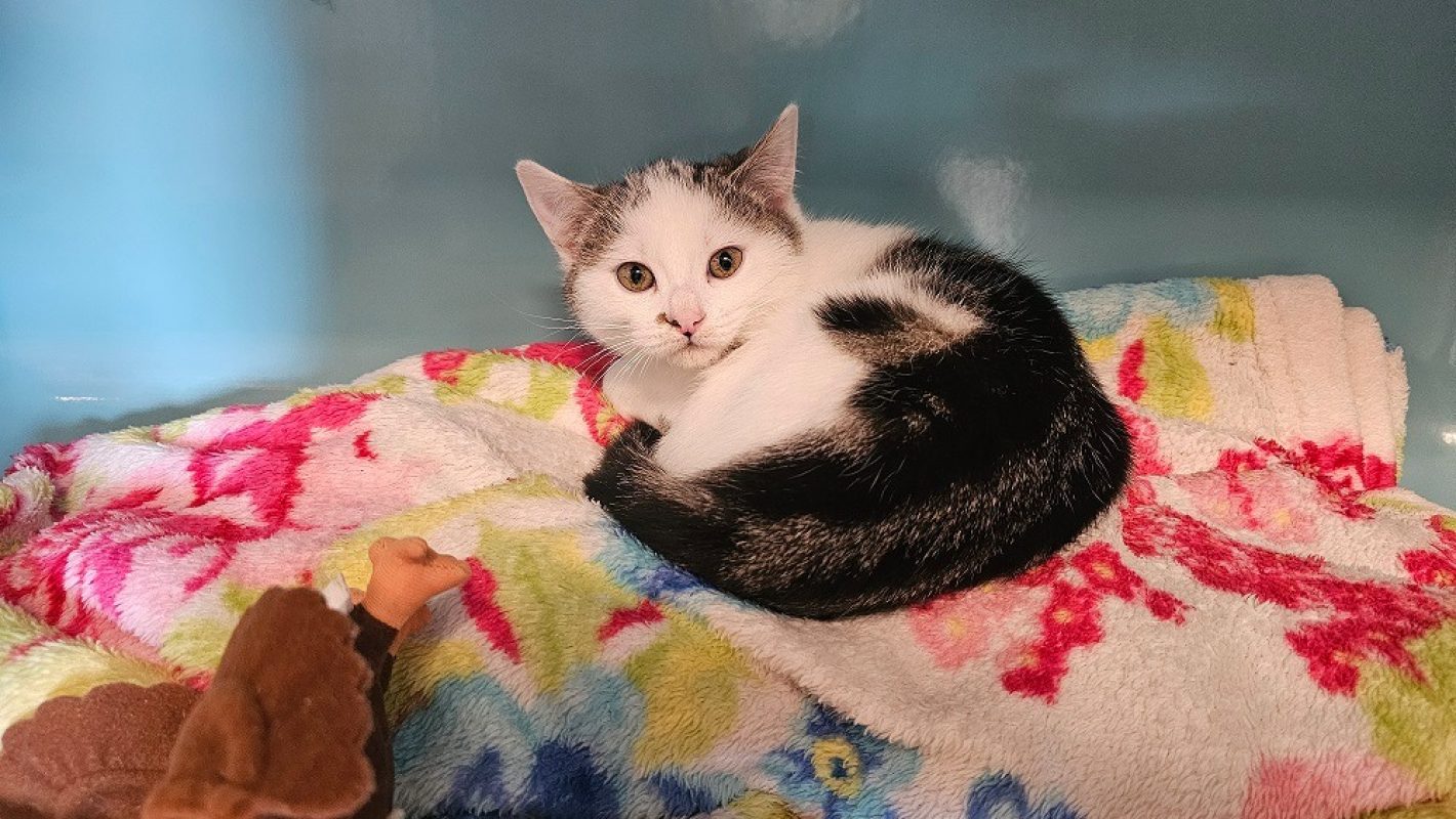 Royce - Chat Européen à adopter