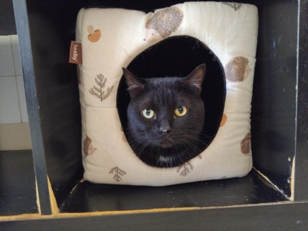 Oscar ex ozark - Chat Européen à adopter