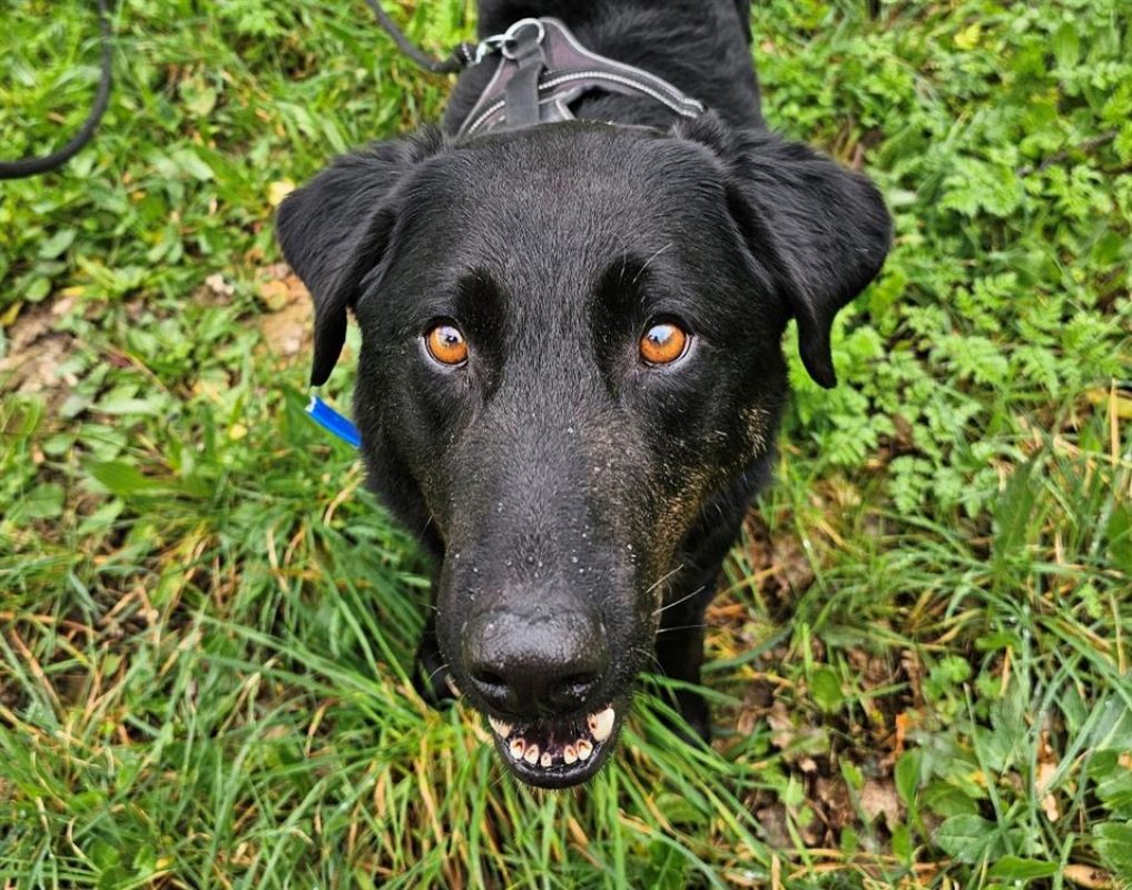 Rock - Chien à adopter