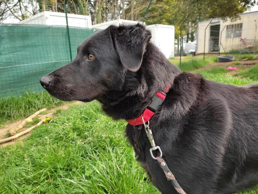 Rock - Chien à adopter - photo 5