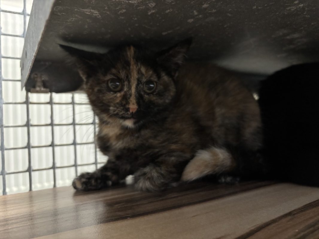 Prisca - Chat Européen à adopter