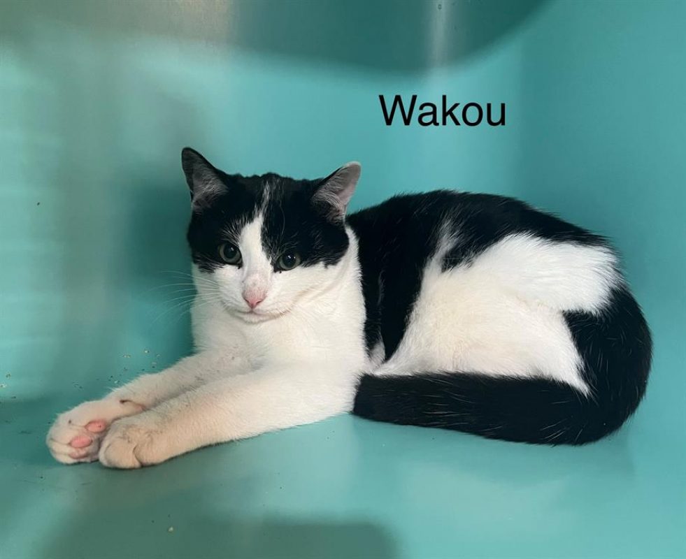 Wakou - Chat Européen à adopter