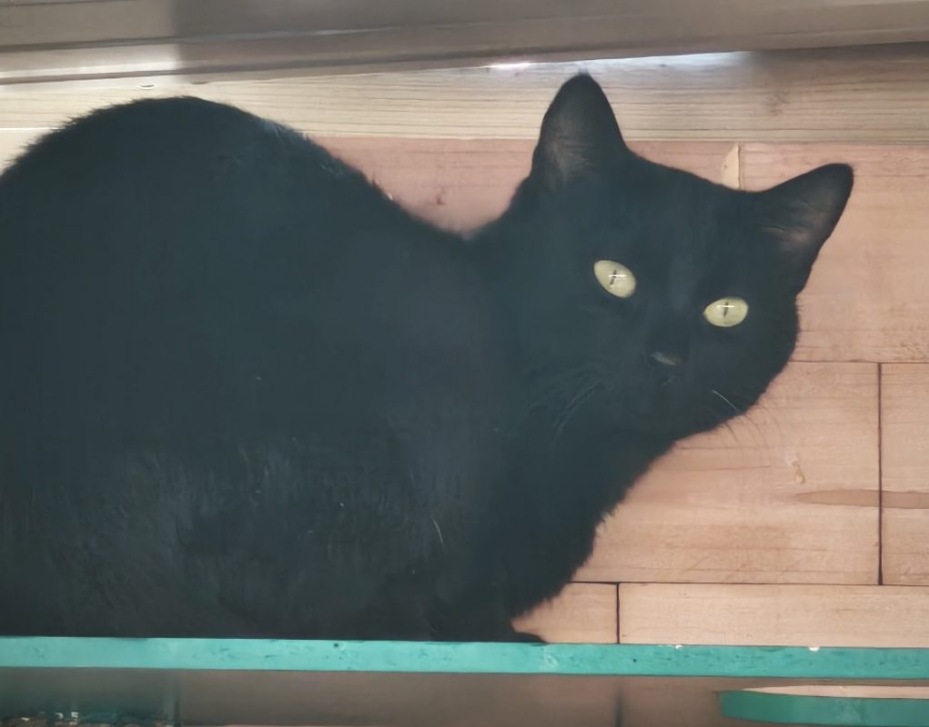 Lea - Chat Européen à adopter