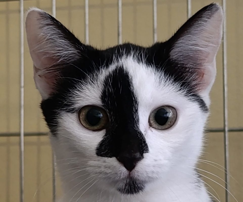 Passion - Chat Européen à adopter