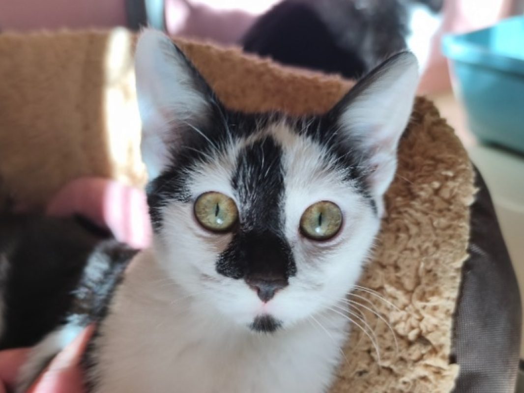Passion - Chat Européen à adopter - photo 2