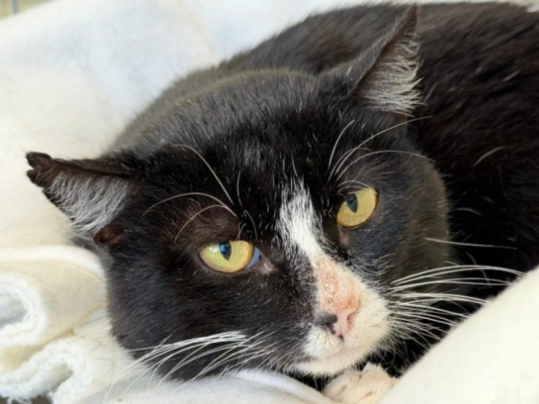 Zouave - Chat Européen à adopter