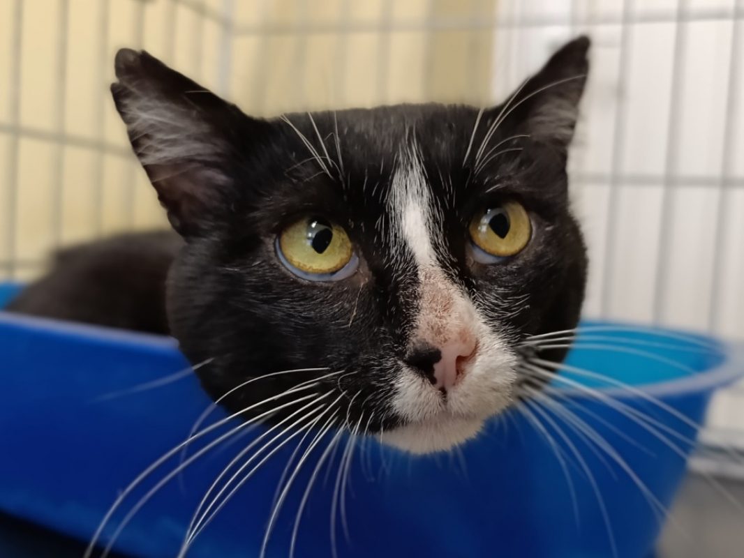 Zouave - Chat Européen à adopter - photo 2