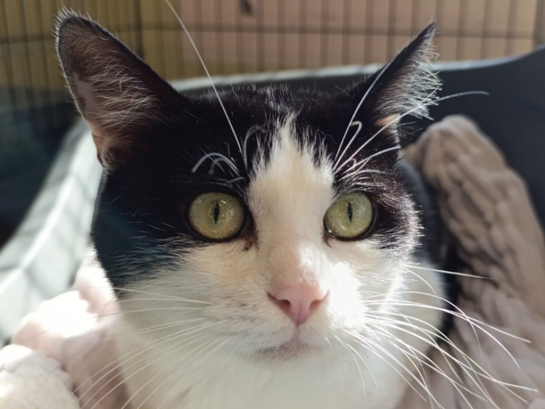 Soprano - Chat Européen à adopter