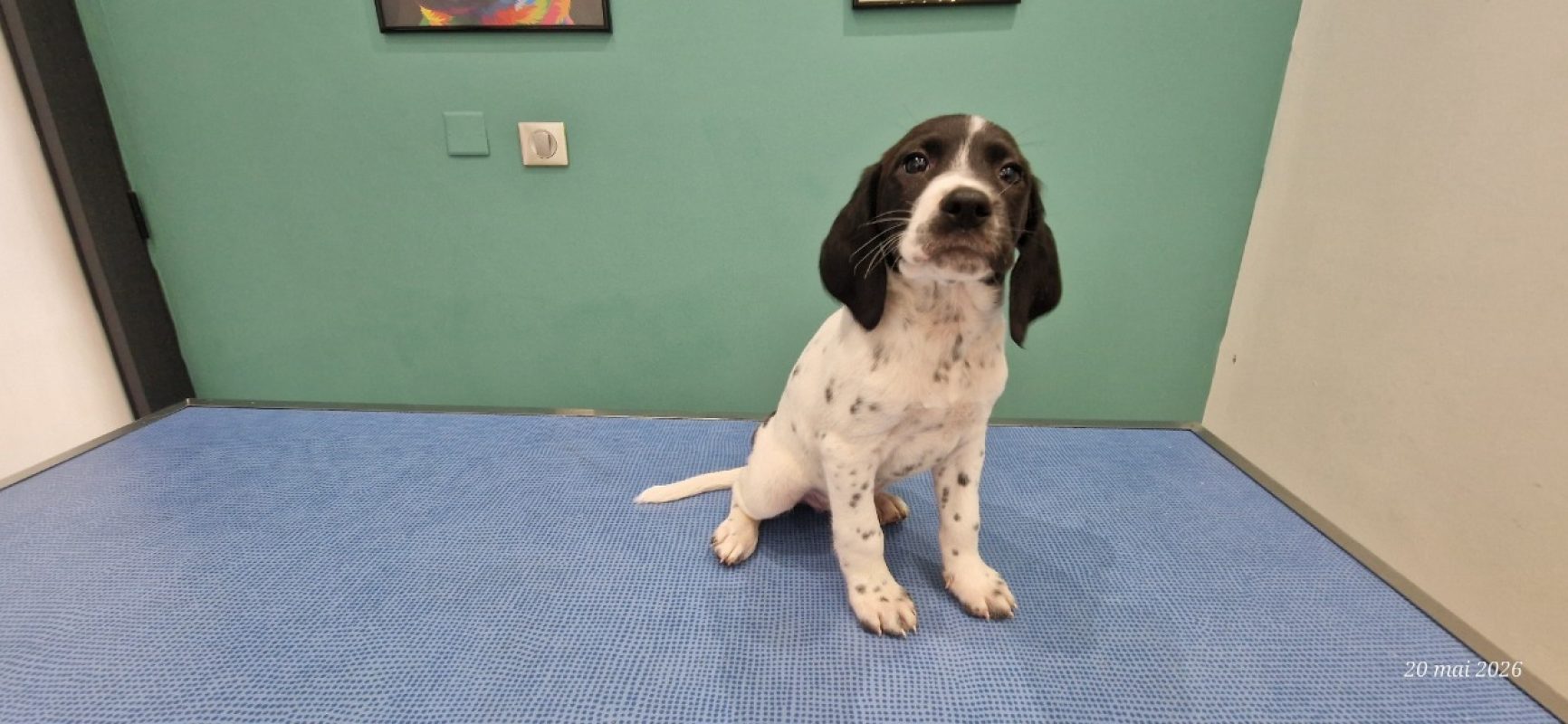 Mistral - Chien à adopter