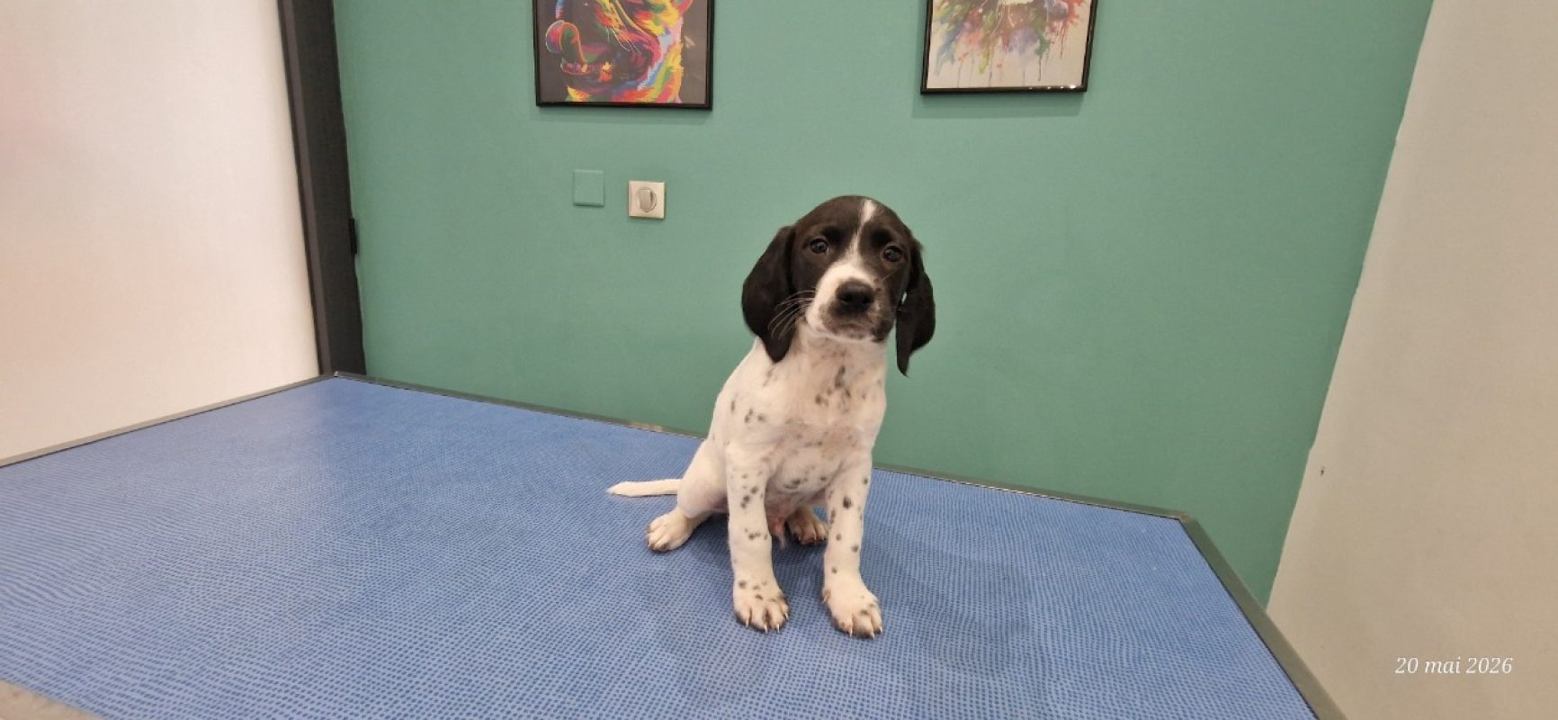 Mistral - Chien à adopter - photo 2