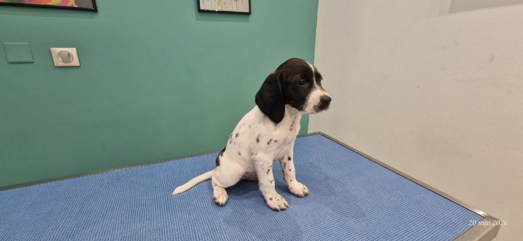 Mistral - Chien à adopter - photo 3