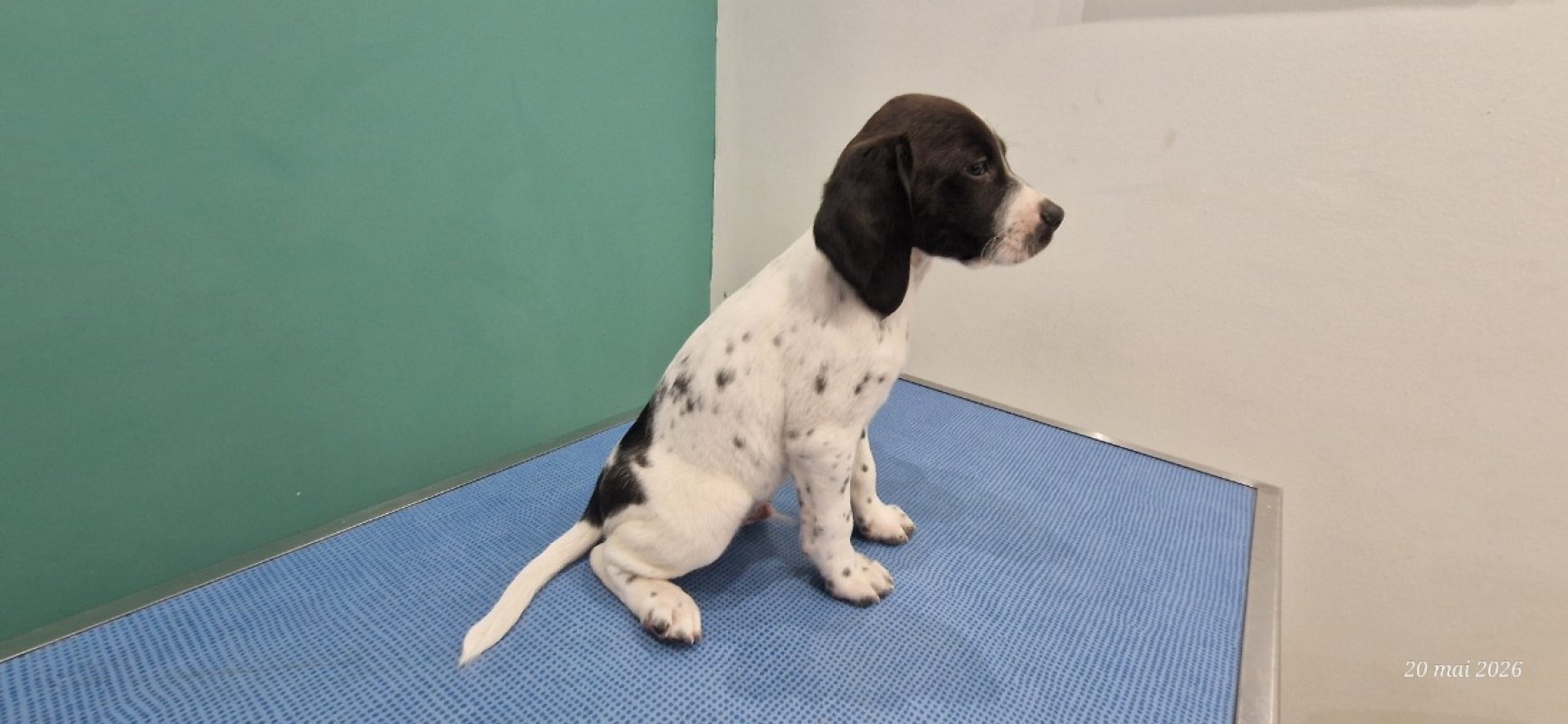 Mistral - Chien à adopter - photo 4