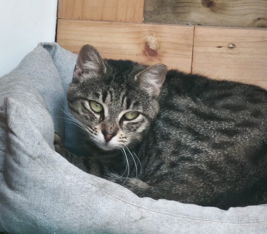 Marie - Chat Européen à adopter