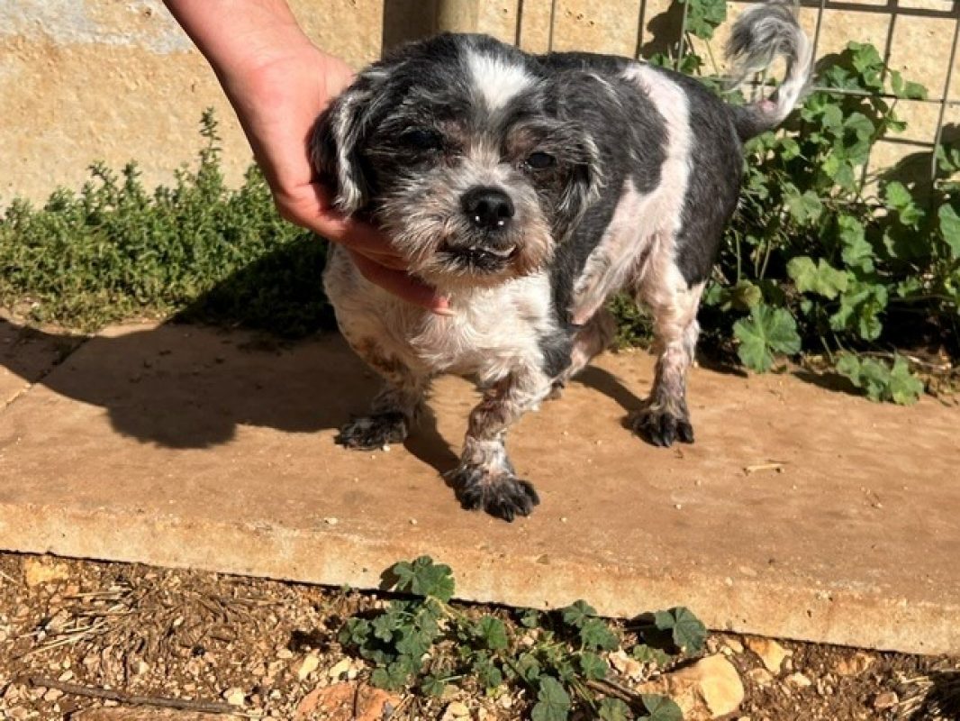 Guess dit max - Chien Shih Tzu à adopter