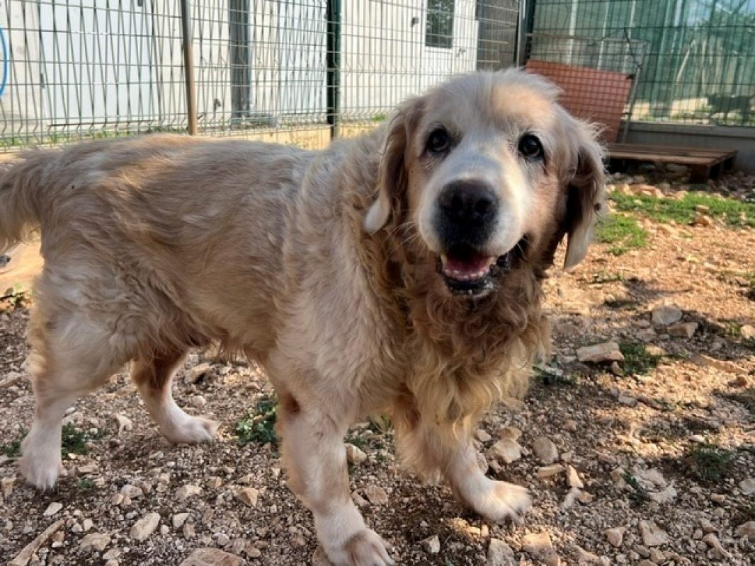John - Chien à adopter