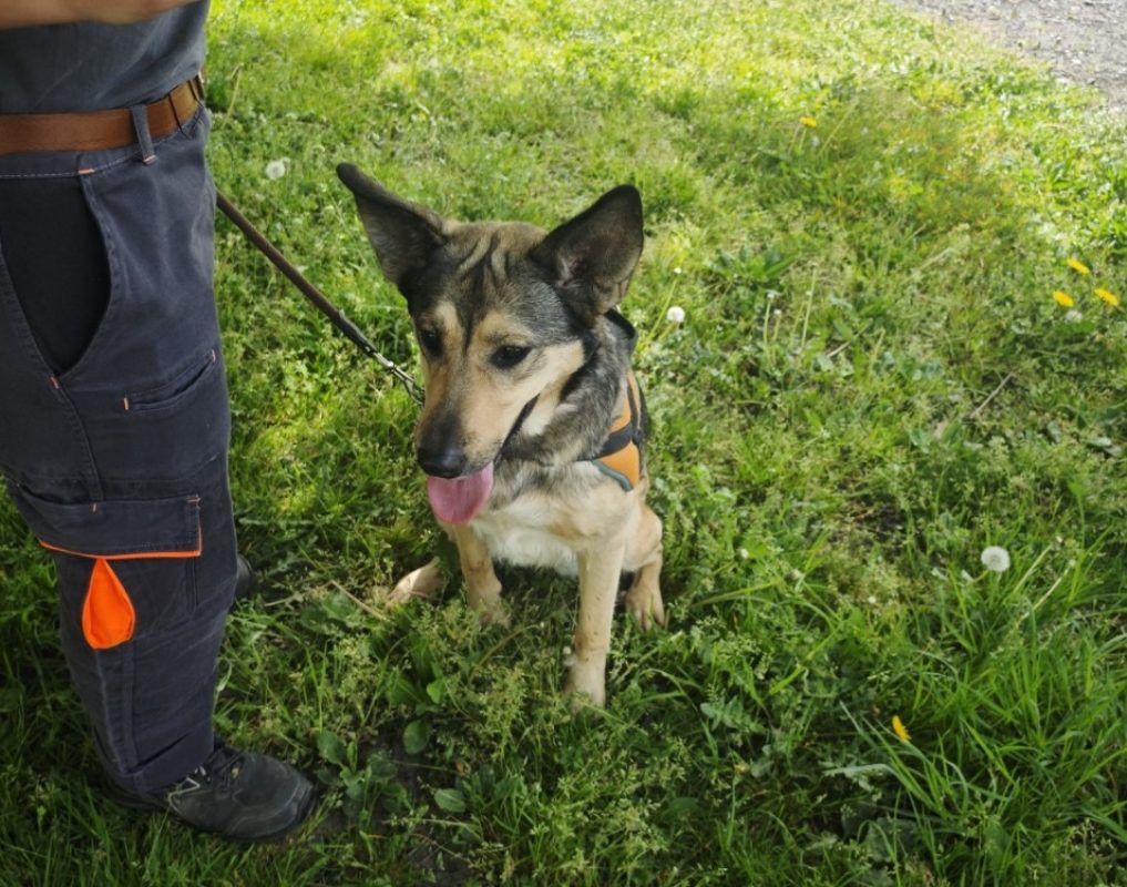 Xzena - Chien à adopter