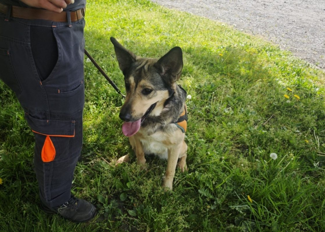 Xzena - Chien à adopter - photo 2