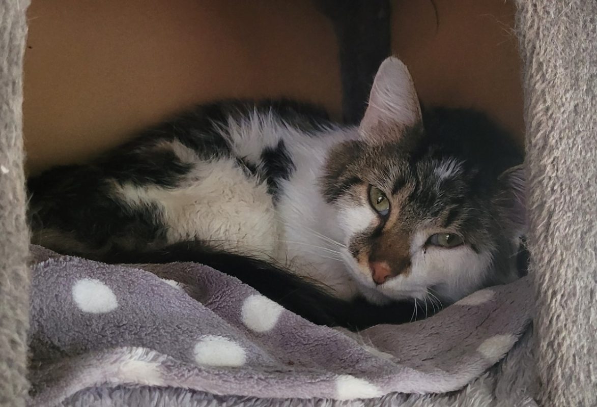 Wally - Chat Européen à adopter