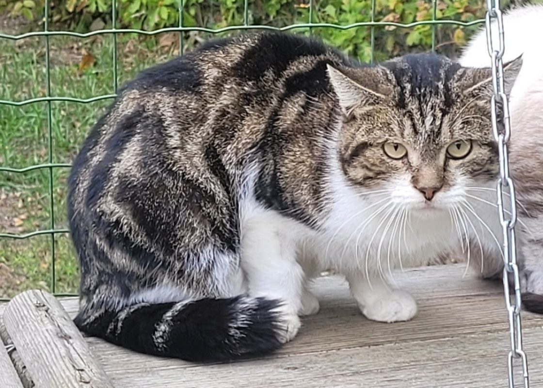 Viking - Chat Européen à adopter