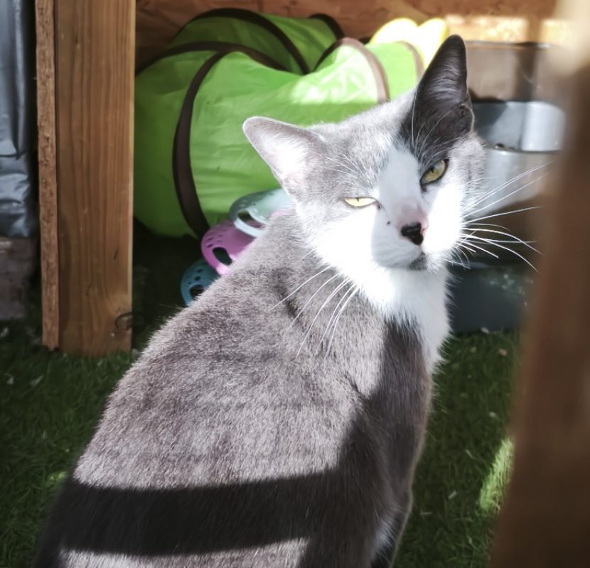 Milou - Chat Européen à adopter