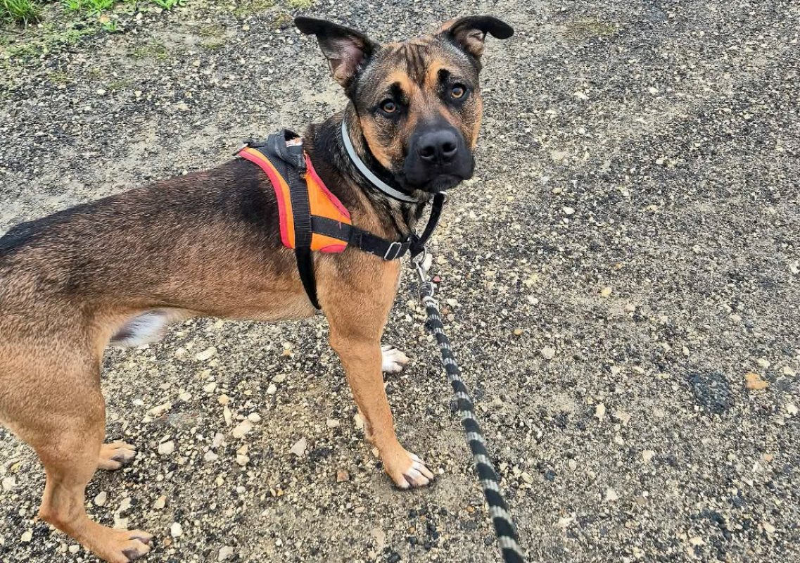 Mounty - Chien Berger Belge Malinois à adopter