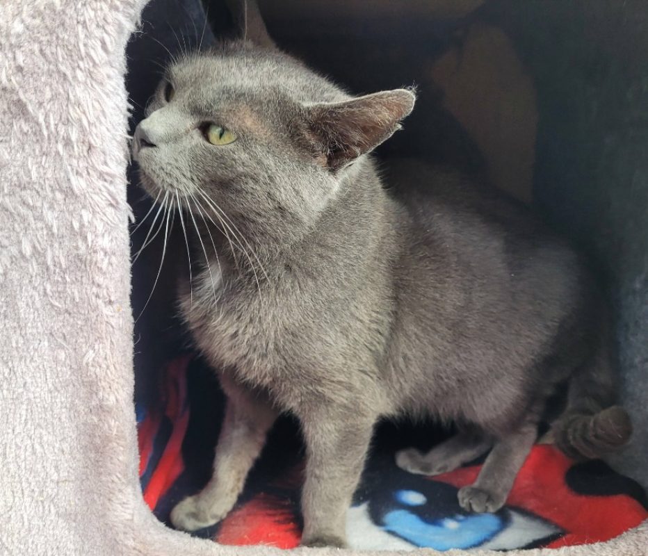 Barry - Chat Européen à adopter