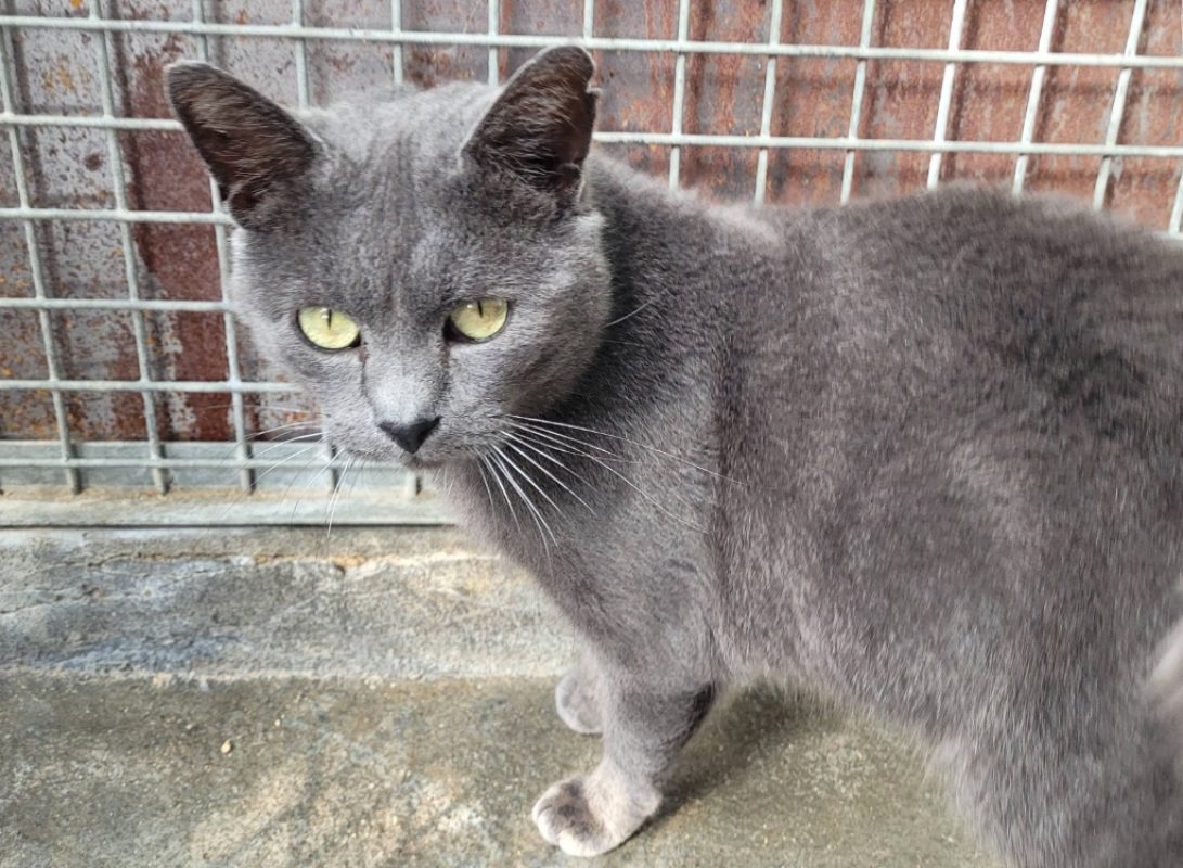 Barry - Chat Européen à adopter - photo 2