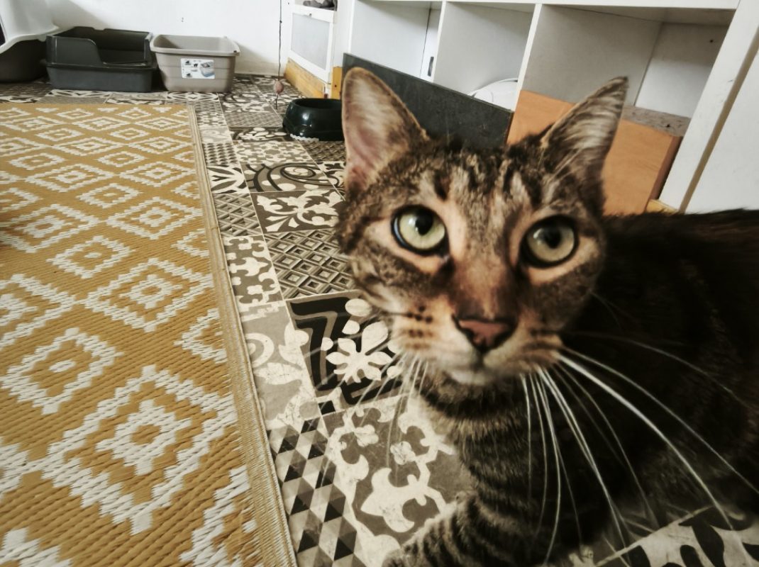Beky - Chat Européen à adopter