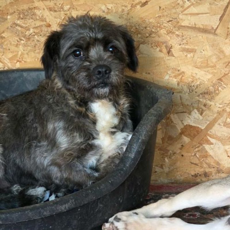 GREY - Chien à adopter - photo 2