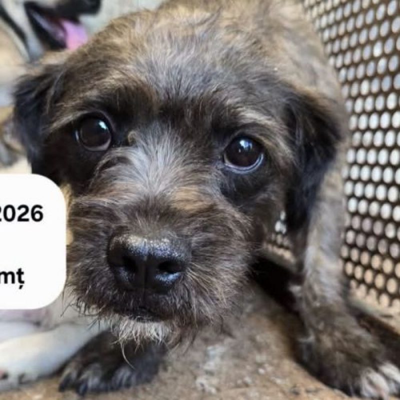 GREY - Chien à adopter - photo 5