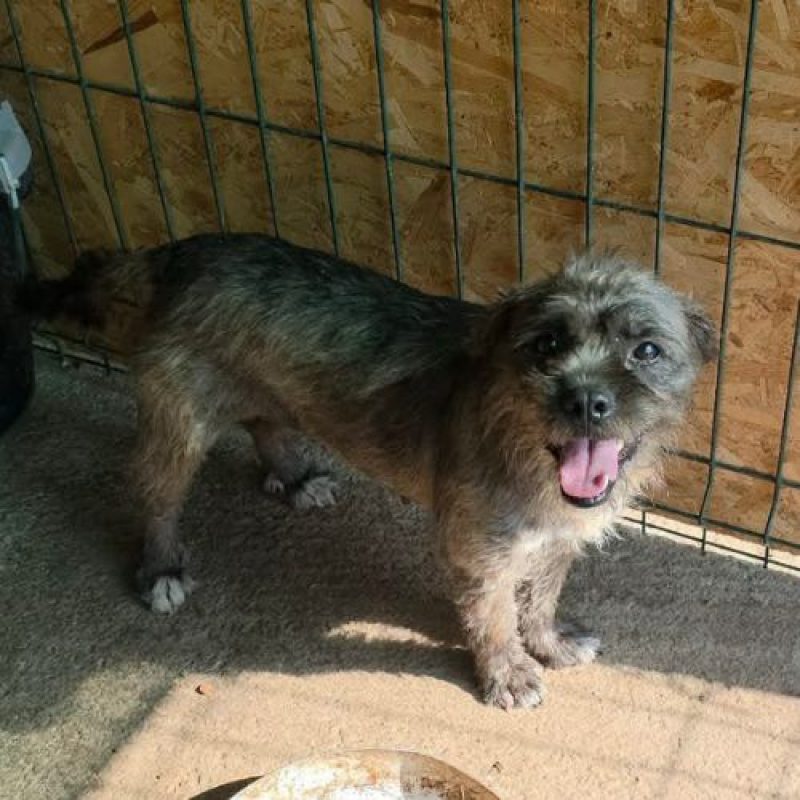 GREY - Chien à adopter - photo 3