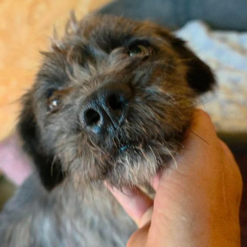 GREY - Chien à adopter - photo 4