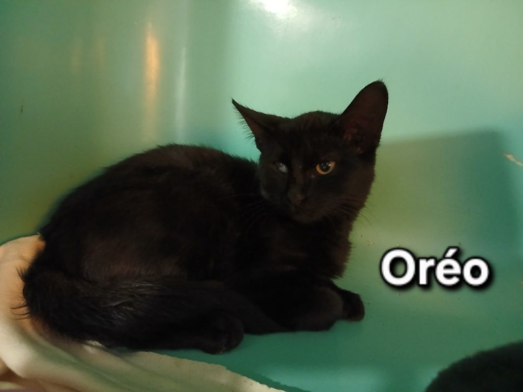 Oréo - Chat Européen à adopter