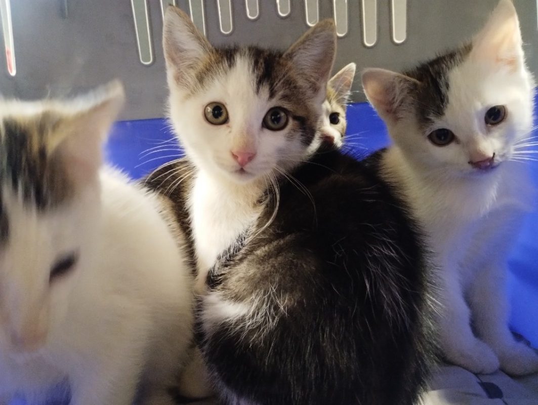 Zircon - Chat Européen à adopter