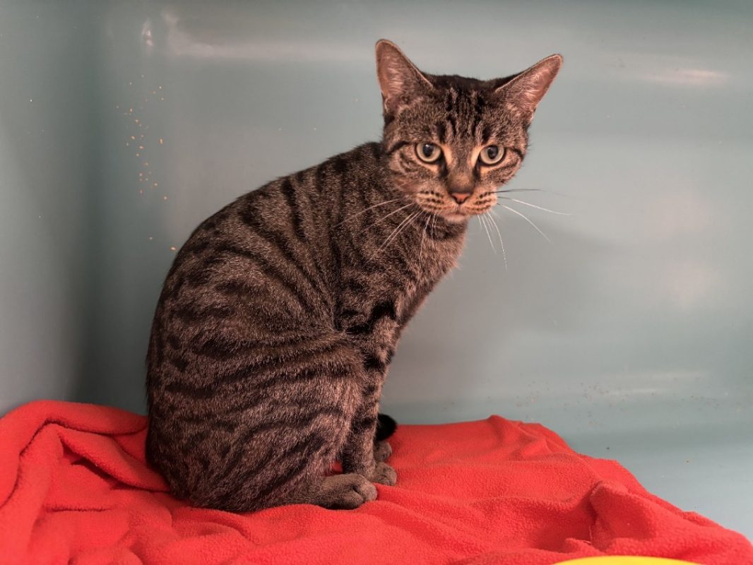 Luna - Chat Européen à adopter