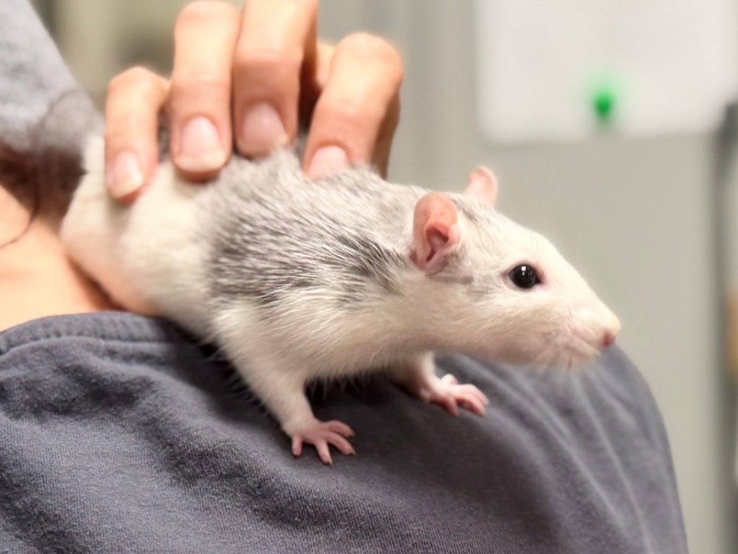 Chanel - Rongeur Rat à adopter