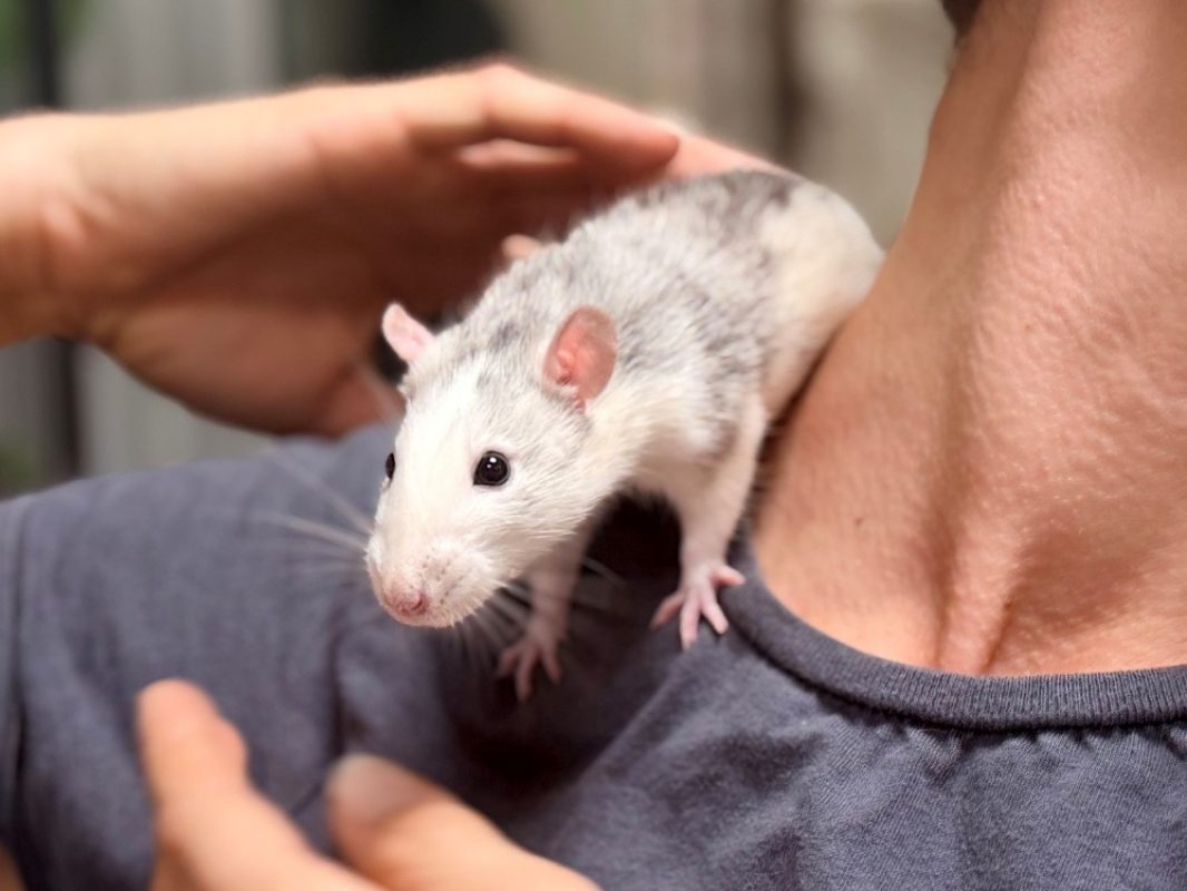 Chanel - Rongeur Rat à adopter - photo 2