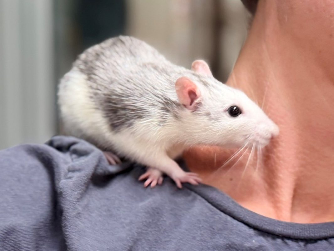 Chanel - Rongeur Rat à adopter - photo 3