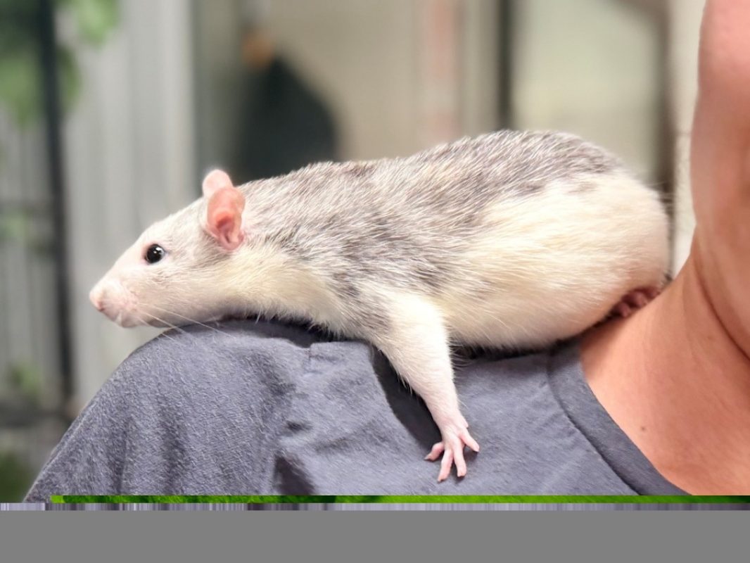 Chanel - Rongeur Rat à adopter - photo 4