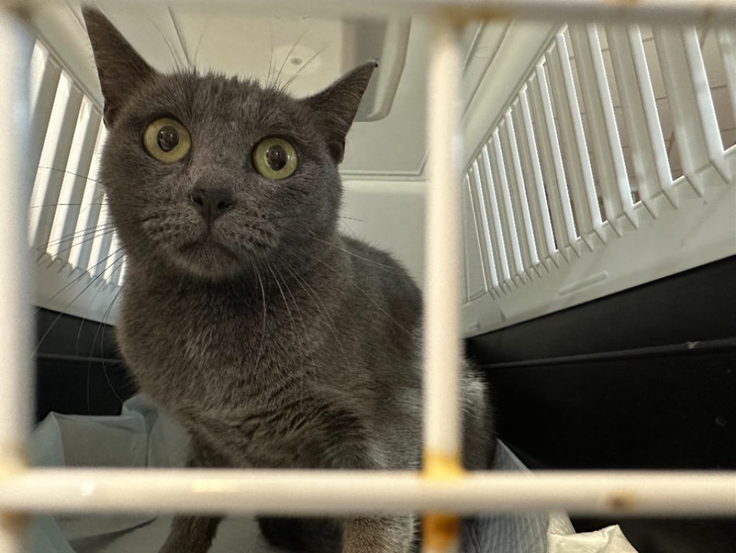 Zigzag - Chat Européen à adopter