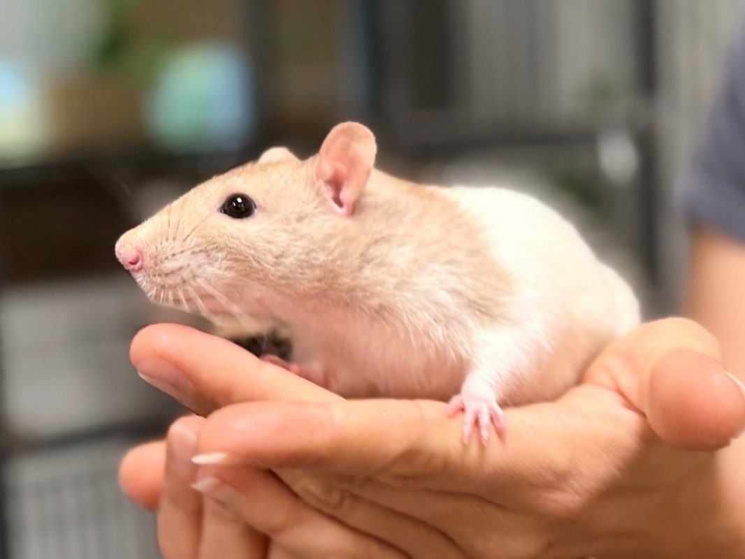 Coco - Rongeur Rat à adopter