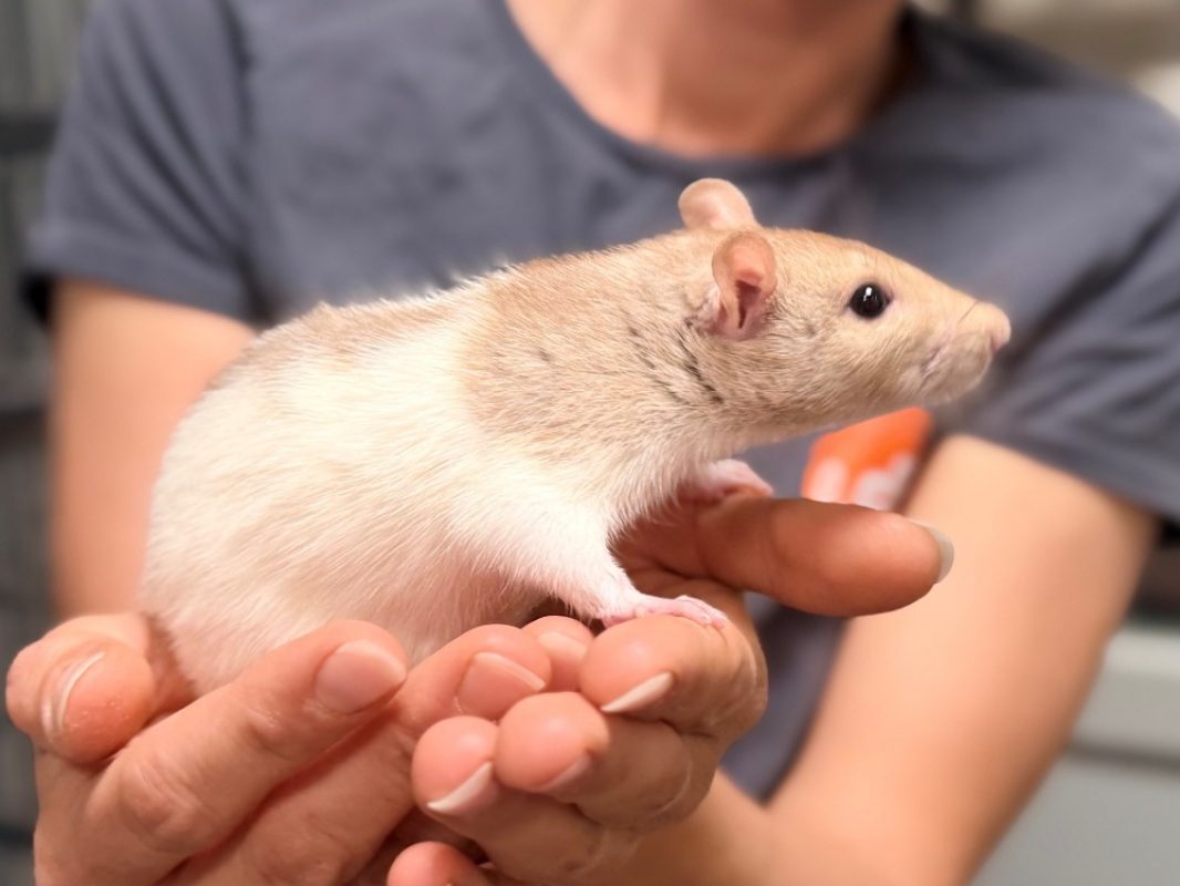 Coco - Rongeur Rat à adopter - photo 2