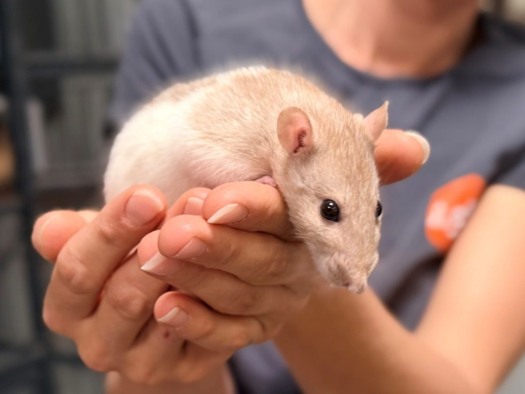 Coco - Rongeur Rat à adopter - photo 3