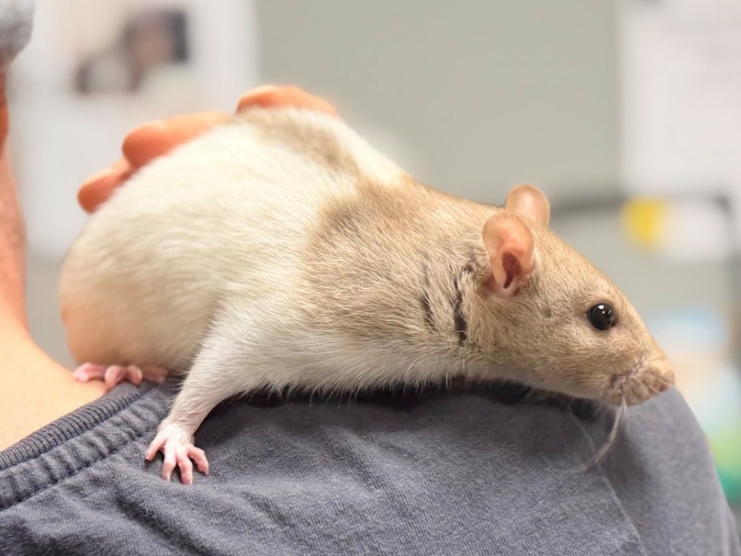 Coco - Rongeur Rat à adopter - photo 4