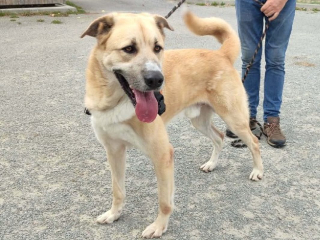 Kangoo - Chien à adopter