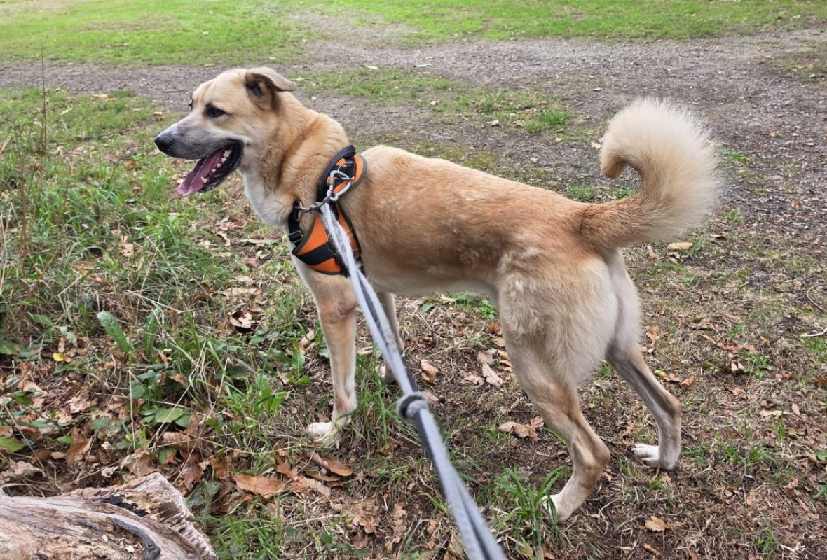 Kangoo - Chien à adopter - photo 2