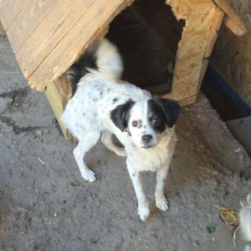 TRIXIE - Chien à adopter - photo 3