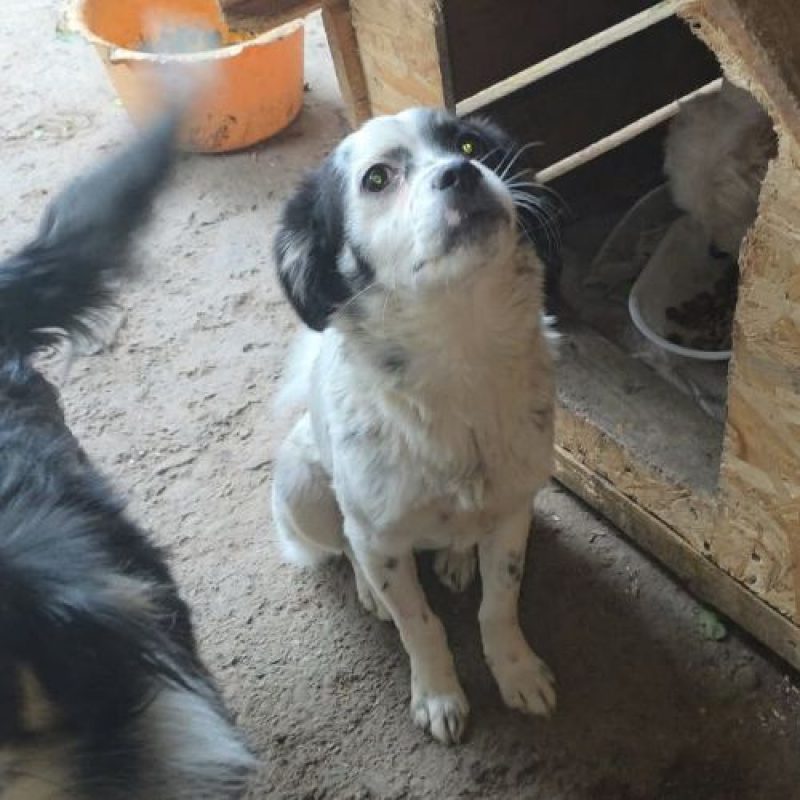 TRIXIE - Chien à adopter - photo 6