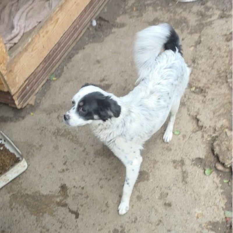 TRIXIE - Chien à adopter - photo 2